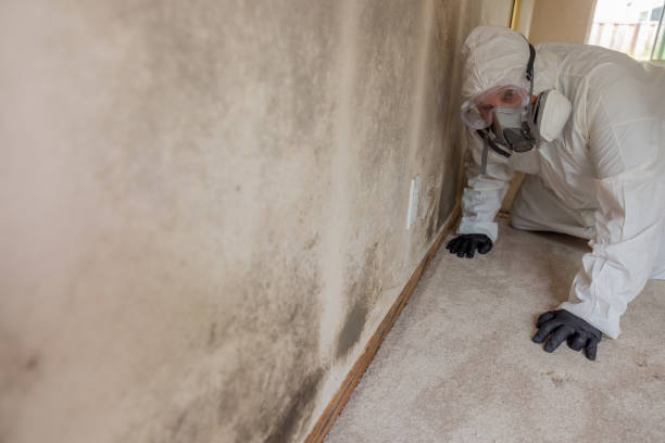 Best Mold Remediation for Healthcare Facilities  in USA